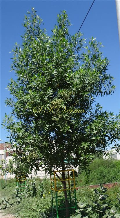  Plant